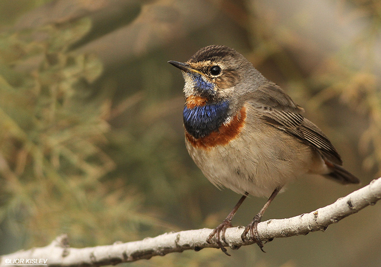 Bluethroat  Luscinia svecica ,Kinneret,February 2014 Lior Kislev